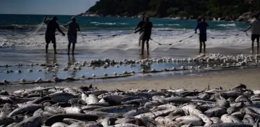 Safra da tainha ultrapassa 200 toneladas em Santa Catarina Pescadores realizam arrasto de praia durante a safra da tainha em Santa Catarina, com grande quantidade de peixes na faixa de areia do litoral catarinense.