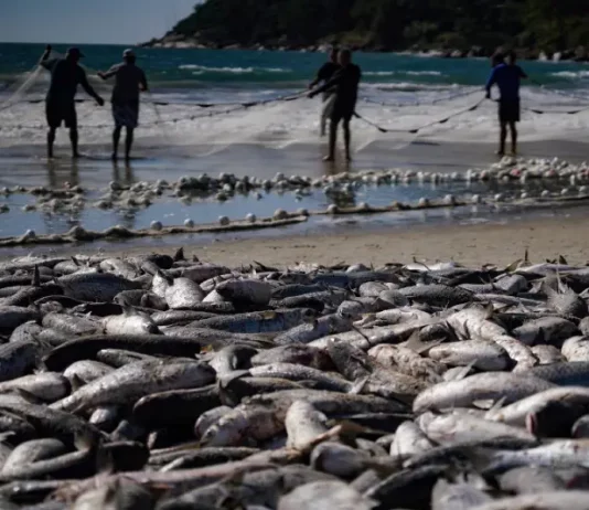 Safra da tainha ultrapassa 200 toneladas em Santa Catarina Pescadores realizam arrasto de praia durante a safra da tainha em Santa Catarina, com grande quantidade de peixes na faixa de areia do litoral catarinense.
