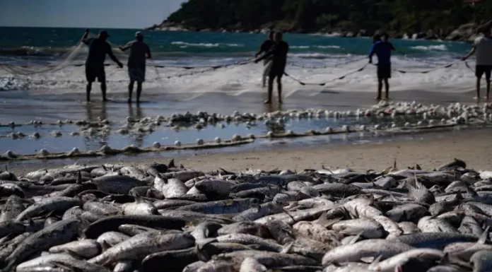 Safra da tainha ultrapassa 200 toneladas em Santa Catarina Pescadores realizam arrasto de praia durante a safra da tainha em Santa Catarina, com grande quantidade de peixes na faixa de areia do litoral catarinense.