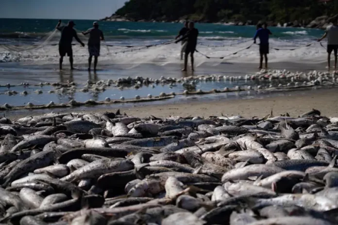 safra-da-tainha Pescadores realizam arrasto de praia durante a safra da tainha em Santa Catarina, com grande quantidade de peixes na faixa de areia do litoral catarinense.