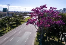 Arborização urbana em Florianópolis com árvore florida às margens de avenida, destacando a presença de áreas verdes no ambiente urbano e a importância do planejamento da vegetação na cidade