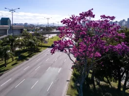 Florianópolis inicia inventário de 6 mil árvores para Plano de Arborização Urbana Arborização urbana em Florianópolis com árvore florida às margens de avenida, destacando a presença de áreas verdes no ambiente urbano e a importância do planejamento da vegetação na cidade