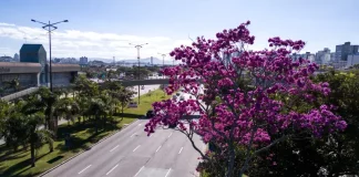 Arborização urbana em Florianópolis com árvore florida às margens de avenida, destacando a presença de áreas verdes no ambiente urbano e a importância do planejamento da vegetação na cidade