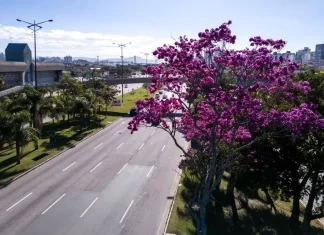 Florianópolis inicia inventário de 6 mil árvores para Plano de Arborização Urbana Arborização urbana em Florianópolis com árvore florida às margens de avenida, destacando a presença de áreas verdes no ambiente urbano e a importância do planejamento da vegetação na cidade