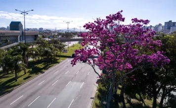 Florianópolis inicia inventário de 6 mil árvores para Plano de Arborização Urbana Arborização urbana em Florianópolis com árvore florida às margens de avenida, destacando a presença de áreas verdes no ambiente urbano e a importância do planejamento da vegetação na cidade