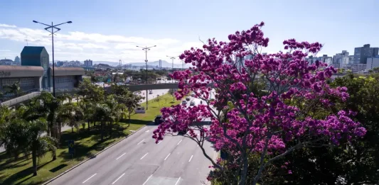 Florianópolis inicia inventário de 6 mil árvores para Plano de Arborização Urbana Arborização urbana em Florianópolis com árvore florida às margens de avenida, destacando a presença de áreas verdes no ambiente urbano e a importância do planejamento da vegetação na cidade