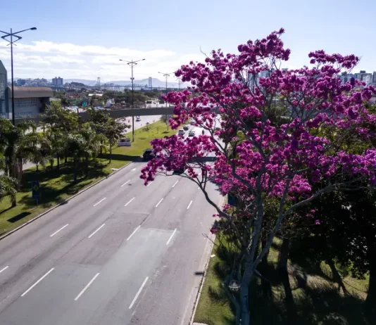 Florianópolis inicia inventário de 6 mil árvores para Plano de Arborização Urbana Arborização urbana em Florianópolis com árvore florida às margens de avenida, destacando a presença de áreas verdes no ambiente urbano e a importância do planejamento da vegetação na cidade
