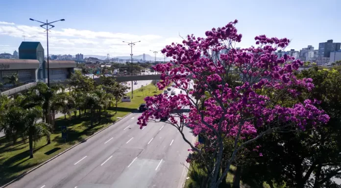 Florianópolis inicia inventário de 6 mil árvores para Plano de Arborização Urbana Arborização urbana em Florianópolis com árvore florida às margens de avenida, destacando a presença de áreas verdes no ambiente urbano e a importância do planejamento da vegetação na cidade