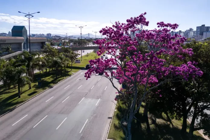 Arborização Urbana Arborização urbana em Florianópolis com árvore florida às margens de avenida, destacando a presença de áreas verdes no ambiente urbano e a importância do planejamento da vegetação na cidade