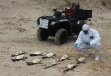 Mais de 300 pinguins são encontrados mortos em praias de Florianópolis Agentes da Associação R3 Animal recolhendo pinguins encontrados mortos nas praias de Florianópolis