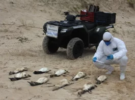 Agentes da Associação R3 Animal recolhendo pinguins encontrados mortos nas praias de Florianópolis