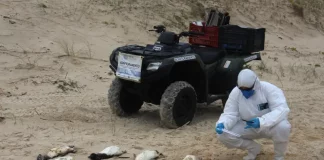 Agentes da Associação R3 Animal recolhendo pinguins encontrados mortos nas praias de Florianópolis