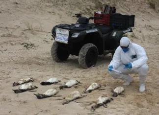 Mais de 300 pinguins são encontrados mortos em praias de Florianópolis Agentes da Associação R3 Animal recolhendo pinguins encontrados mortos nas praias de Florianópolis