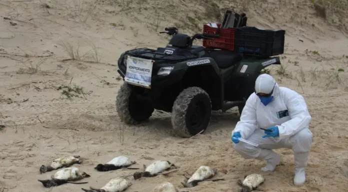 Mais de 300 pinguins são encontrados mortos em praias de Florianópolis Agentes da Associação R3 Animal recolhendo pinguins encontrados mortos nas praias de Florianópolis
