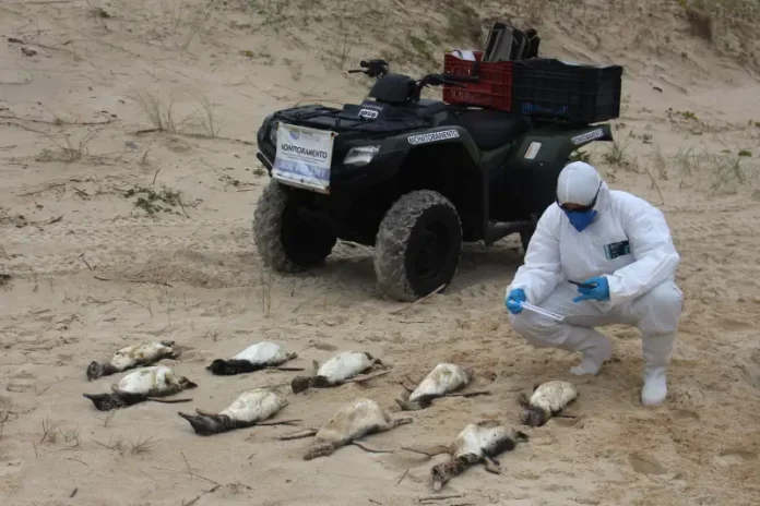 Agentes da Associação R3 Animal recolhendo pinguins encontrados mortos nas praias de Florianópolis