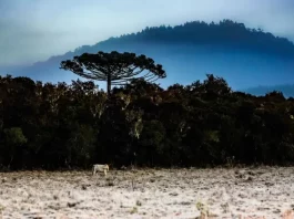 Frio intenso marca o início do inverno em Santa Catarina Paisagem de inverno em Santa Catarina, com vegetação escura, uma árvore isolada em destaque, neblina cobrindo montanhas ao fundo e geada sobre o campo. A imagem ilustra a chegada do inverno de 2026 no estado e o avanço de uma massa de ar polar, que deve provocar queda nas temperaturas e aumentar a possibilidade de fenômenos típicos do frio intenso.