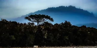 Paisagem de inverno em Santa Catarina, com vegetação escura, uma árvore isolada em destaque, neblina cobrindo montanhas ao fundo e geada sobre o campo. A imagem ilustra a chegada do inverno de 2026 no estado e o avanço de uma massa de ar polar, que deve provocar queda nas temperaturas e aumentar a possibilidade de fenômenos típicos do frio intenso.