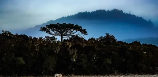Frio intenso marca o início do inverno em Santa Catarina Paisagem de inverno em Santa Catarina, com vegetação escura, uma árvore isolada em destaque, neblina cobrindo montanhas ao fundo e geada sobre o campo. A imagem ilustra a chegada do inverno de 2026 no estado e o avanço de uma massa de ar polar, que deve provocar queda nas temperaturas e aumentar a possibilidade de fenômenos típicos do frio intenso.
