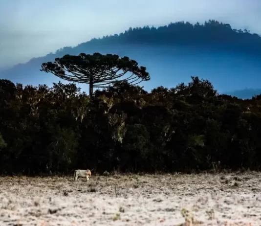 Paisagem de inverno em Santa Catarina, com vegetação escura, uma árvore isolada em destaque, neblina cobrindo montanhas ao fundo e geada sobre o campo. A imagem ilustra a chegada do inverno de 2026 no estado e o avanço de uma massa de ar polar, que deve provocar queda nas temperaturas e aumentar a possibilidade de fenômenos típicos do frio intenso.