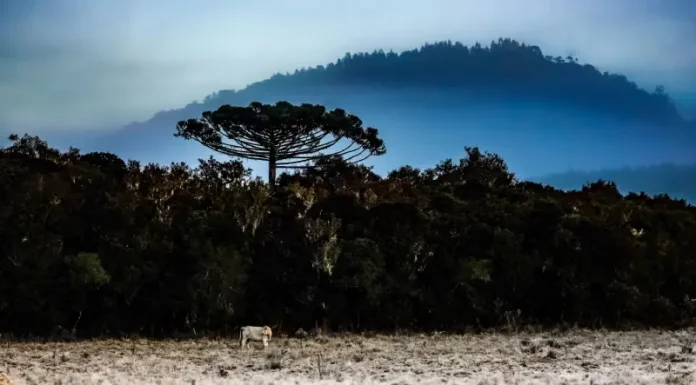 Frio intenso marca o início do inverno em Santa Catarina Paisagem de inverno em Santa Catarina, com vegetação escura, uma árvore isolada em destaque, neblina cobrindo montanhas ao fundo e geada sobre o campo. A imagem ilustra a chegada do inverno de 2026 no estado e o avanço de uma massa de ar polar, que deve provocar queda nas temperaturas e aumentar a possibilidade de fenômenos típicos do frio intenso.