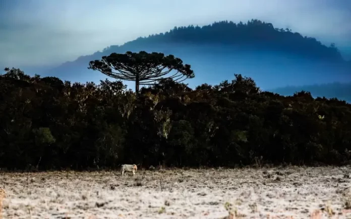 Inverno-Foto-Ricardo-Wolffenbuttel-_-Secom-1 Paisagem de inverno em Santa Catarina, com vegetação escura, uma árvore isolada em destaque, neblina cobrindo montanhas ao fundo e geada sobre o campo. A imagem ilustra a chegada do inverno de 2026 no estado e o avanço de uma massa de ar polar, que deve provocar queda nas temperaturas e aumentar a possibilidade de fenômenos típicos do frio intenso.