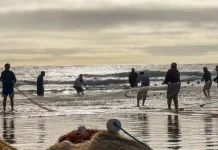 Governo de SC vai à Justiça para suspender cotas da pesca da tainha Pescadores realizam arrasto de rede na praia durante a pesca artesanal da tainha no litoral de Santa Catarina, em atividade relacionada às cotas da pesca da tainha, que impactam comunidades tradicionais da região.