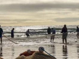 Pescadores realizam arrasto de rede na praia durante a pesca artesanal da tainha no litoral de Santa Catarina, em atividade relacionada às cotas da pesca da tainha, que impactam comunidades tradicionais da região.