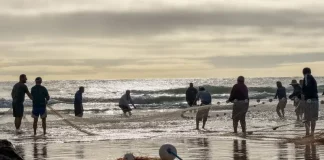 Pescadores realizam arrasto de rede na praia durante a pesca artesanal da tainha no litoral de Santa Catarina, em atividade relacionada às cotas da pesca da tainha, que impactam comunidades tradicionais da região.