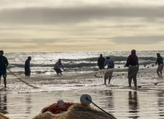 Governo de SC vai à Justiça para suspender cotas da pesca da tainha Pescadores realizam arrasto de rede na praia durante a pesca artesanal da tainha no litoral de Santa Catarina, em atividade relacionada às cotas da pesca da tainha, que impactam comunidades tradicionais da região.