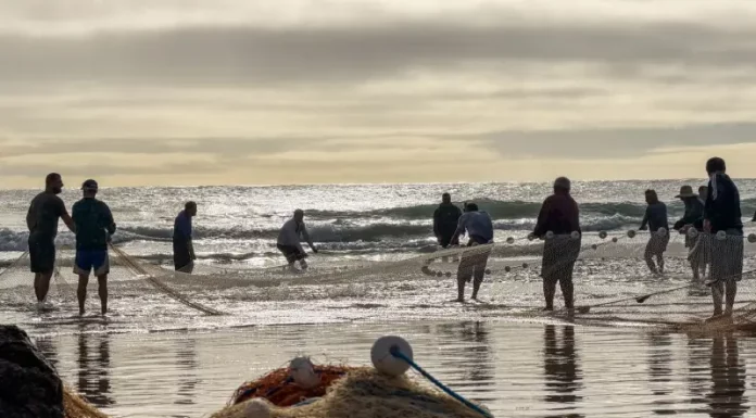 Governo de SC vai à Justiça para suspender cotas da pesca da tainha Pescadores realizam arrasto de rede na praia durante a pesca artesanal da tainha no litoral de Santa Catarina, em atividade relacionada às cotas da pesca da tainha, que impactam comunidades tradicionais da região.