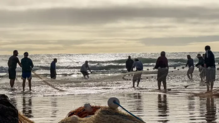 cotas da pesca da tainha Pescadores realizam arrasto de rede na praia durante a pesca artesanal da tainha no litoral de Santa Catarina, em atividade relacionada às cotas da pesca da tainha, que impactam comunidades tradicionais da região.