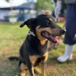 Dibea de Florianópolis promove Arraiá da Adoção neste sábado Cão Bruce usando vestes de arraiá a espera de adoção no Dibea de Florianópolis