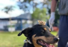 Cão Bruce usando vestes de arraiá a espera de adoção no Dibea de Florianópolis
