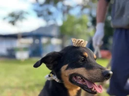 Dibea de Florianópolis promove Arraiá da Adoção neste sábado Cão Bruce usando vestes de arraiá a espera de adoção no Dibea de Florianópolis
