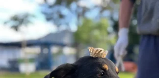 Cão Bruce usando vestes de arraiá a espera de adoção no Dibea de Florianópolis