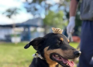 Cão Bruce usando vestes de arraiá a espera de adoção no Dibea de Florianópolis