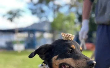 Cão Bruce usando vestes de arraiá a espera de adoção no Dibea de Florianópolis