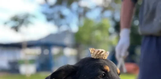 Dibea de Florianópolis promove Arraiá da Adoção neste sábado Cão Bruce usando vestes de arraiá a espera de adoção no Dibea de Florianópolis