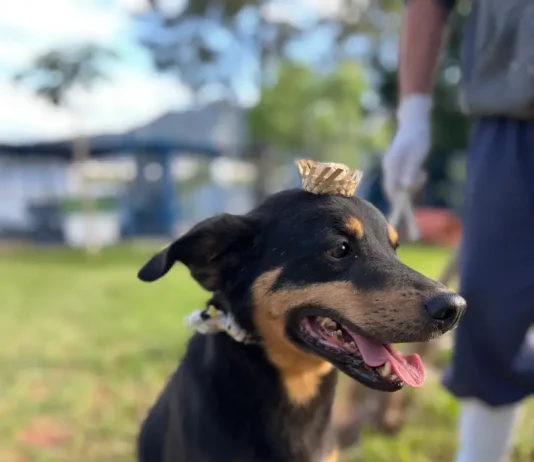 Dibea de Florianópolis promove Arraiá da Adoção neste sábado Cão Bruce usando vestes de arraiá a espera de adoção no Dibea de Florianópolis