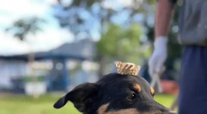 Cão Bruce usando vestes de arraiá a espera de adoção no Dibea de Florianópolis