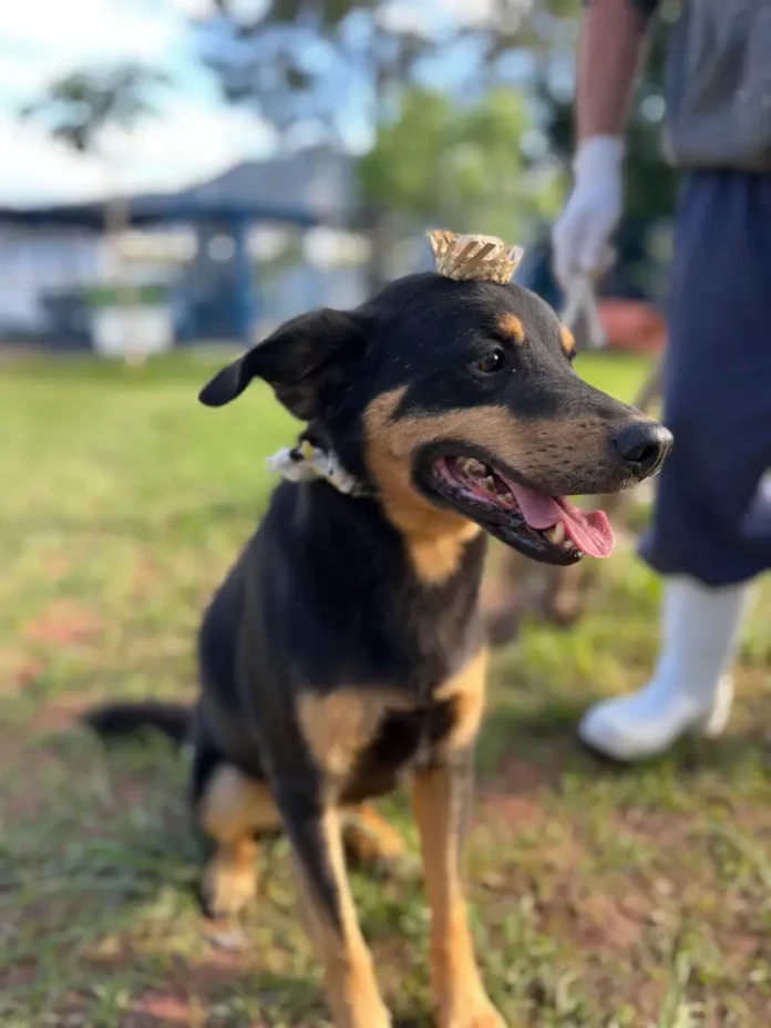 Cão Bruce usando vestes de arraiá a espera de adoção no Dibea de Florianópolis