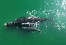 Exposição Baleia Franca Austral em Florianópolis celebra retorno das baleias-francas ao litoral Baleia Franca com filhote nadando no litoral catarinense, simbolizando a chegada das baleias em Santa Catarina