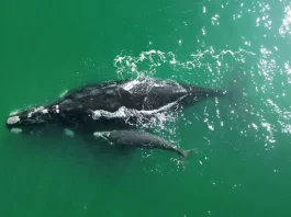 Exposição Baleia Franca Austral em Florianópolis celebra retorno das baleias-francas ao litoral Baleia Franca com filhote nadando no litoral catarinense, simbolizando a chegada das baleias em Santa Catarina