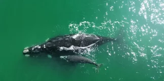 Baleia Franca com filhote nadando no litoral catarinense, simbolizando a chegada das baleias em Santa Catarina