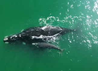 Exposição Baleia Franca Austral em Florianópolis celebra retorno das baleias-francas ao litoral Baleia Franca com filhote nadando no litoral catarinense, simbolizando a chegada das baleias em Santa Catarina