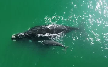 Baleia Franca com filhote nadando no litoral catarinense, simbolizando a chegada das baleias em Santa Catarina