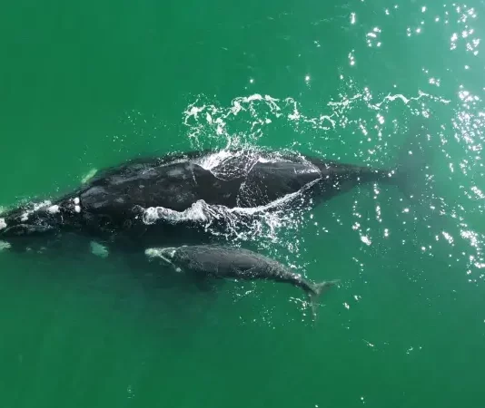 Baleia Franca com filhote nadando no litoral catarinense, simbolizando a chegada das baleias em Santa Catarina