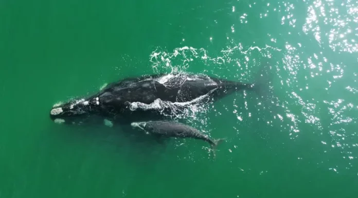 Exposição Baleia Franca Austral em Florianópolis celebra retorno das baleias-francas ao litoral Baleia Franca com filhote nadando no litoral catarinense, simbolizando a chegada das baleias em Santa Catarina