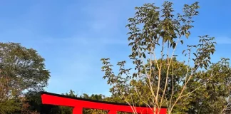 Foto do Jardim Japones de Florianópolis