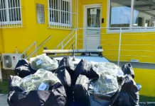 Viatura da PRF com drogas apreendidas em cima do capô